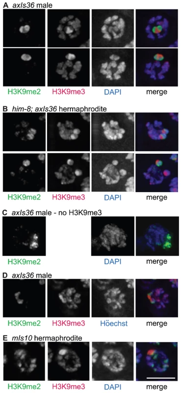 Distinct properties of H3K9me2 and H3K9me3-enriched domains.