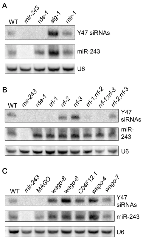 Mir-243 triggers a full endo-RNAi reaction on the Y47H10A.5 locus.
