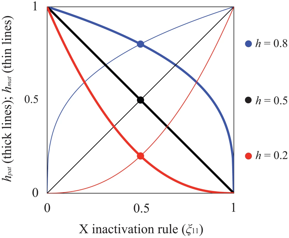 Relationship between X inactivation rule and parent-of-origin dominance coefficients (<b><i>h<sub>mat</sub></i></b><b>, </b><b><i>h<sub>pat</sub></i></b><b>; see </b><em class=&quot;ref&quot;><b>Table 1</b></em><b>).</b>