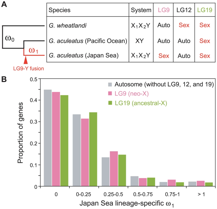 Faster protein sequence evolution of genes on LG9 in the Japan Sea lineage.