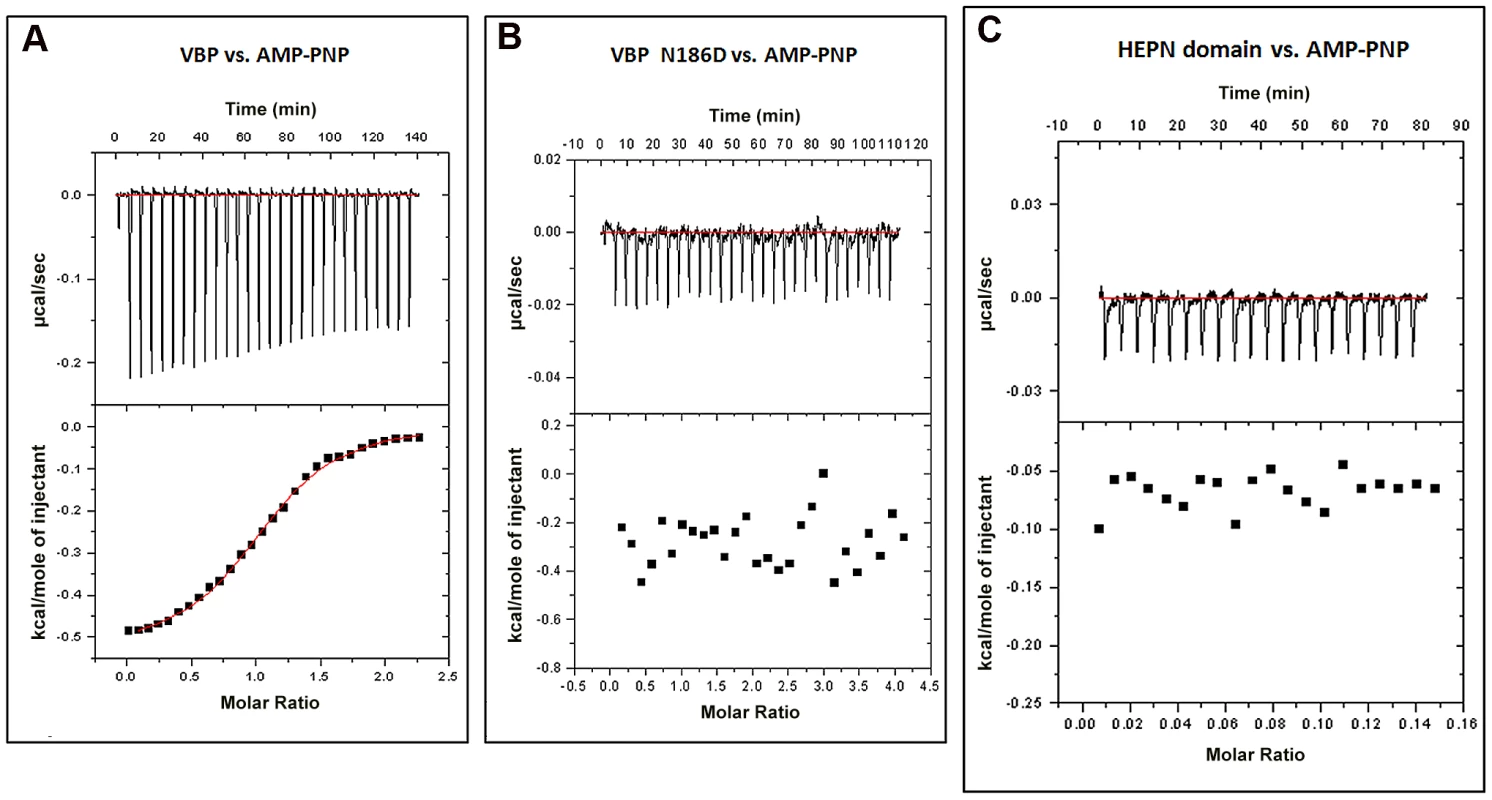 Interaction of VBP with AMPPNP (ATP analog) by isothermal titration calorimetry (ITC).