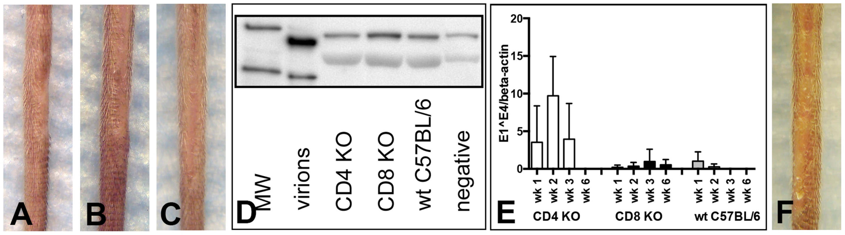 CD4- and CD8-deficient C57BL/6 mice differ in MusPV1 gene transcription early after infecton.