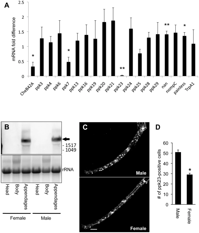 <i>ppk23</i> expression is reduced in appendages of the <i>Poxn</i> mutant.