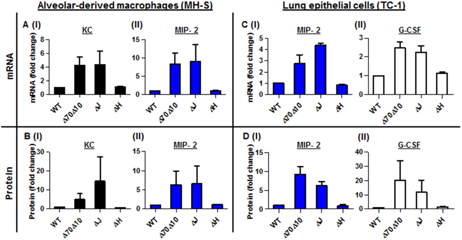 <i>In vitro</i> infection of alveolar macrophages and lung epithelial cells with <i>Y</i>. <i>pestis</i> strains.