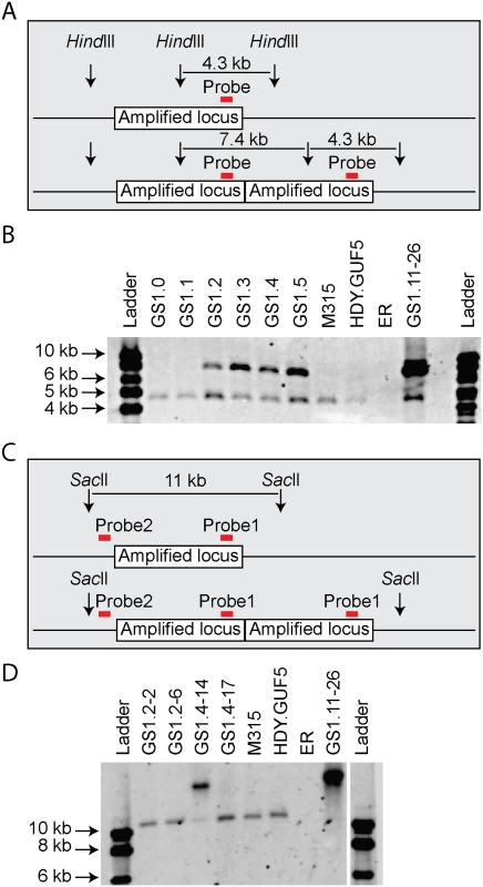 Evaluation of the amplified <i>XylA</i>-locus by Southern blot analysis.