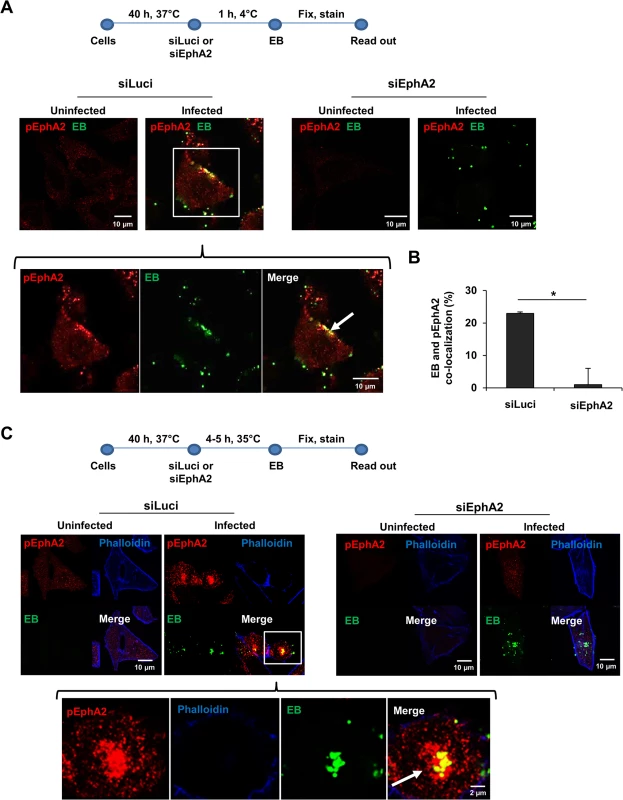 EphA2 activated upon early infection co-localizes with <i>Ctr</i>.