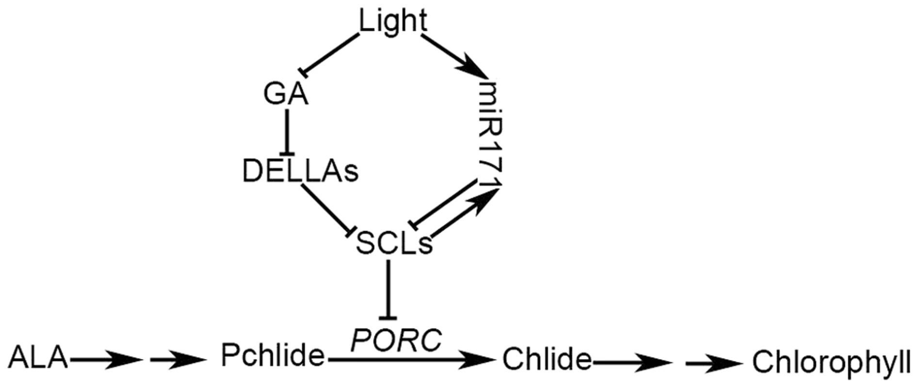 A working model of GA-regulated chlorophyll biosynthesis under the light condition.