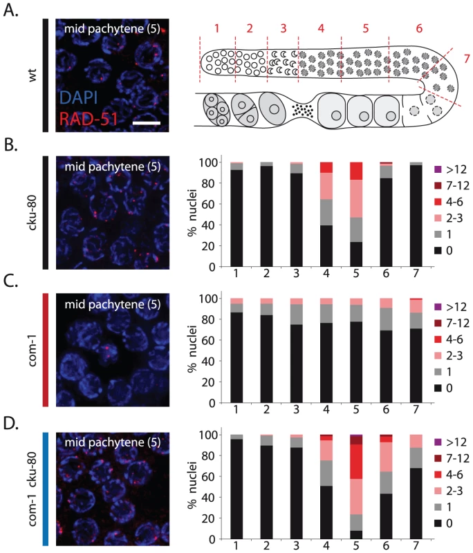 Loss of <i>cku-80</i> restores RAD-51 recruitment to meiotic DSBs in <i>com-1</i> mutant germlines.