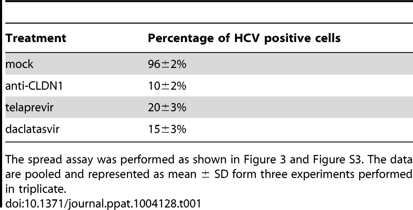The CLDN1-specific antibody is efficient in inhibiting HCV spread.