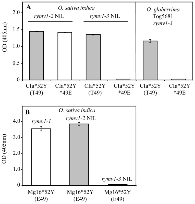 Effect of the amino acid at codon 49 on virus accumulation in <i>RYMV1</i> resistant plants.