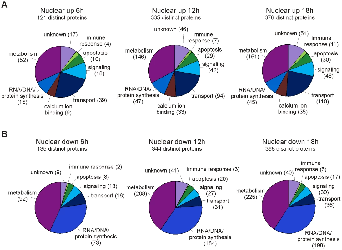 Functional classification of differentially regulated proteins in the nuclear fraction at different timenpoints.