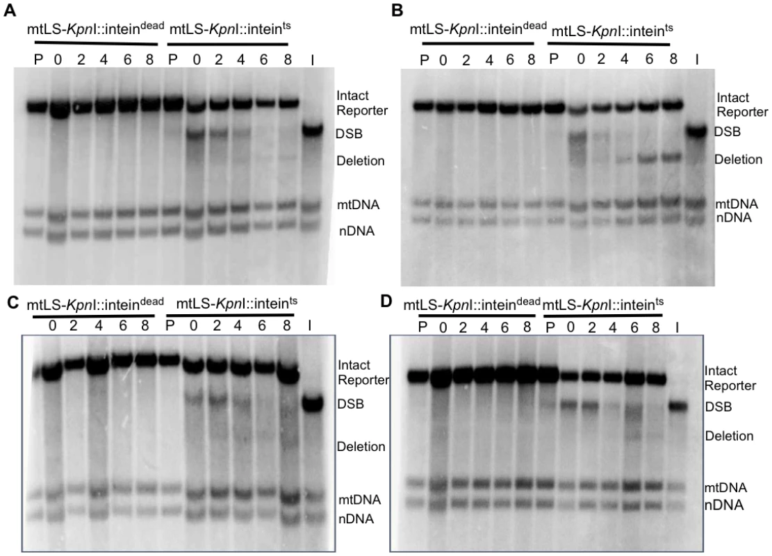 Repair of induced mitochondrial DSBs in HR single mutants.