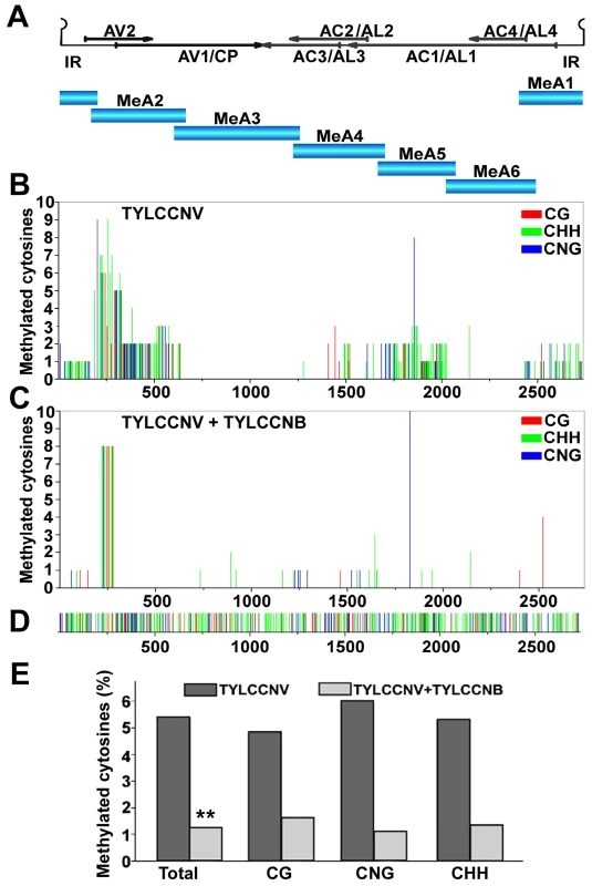 TYLCCNB reduces TYLCCNV DNA methylation genome-wide.