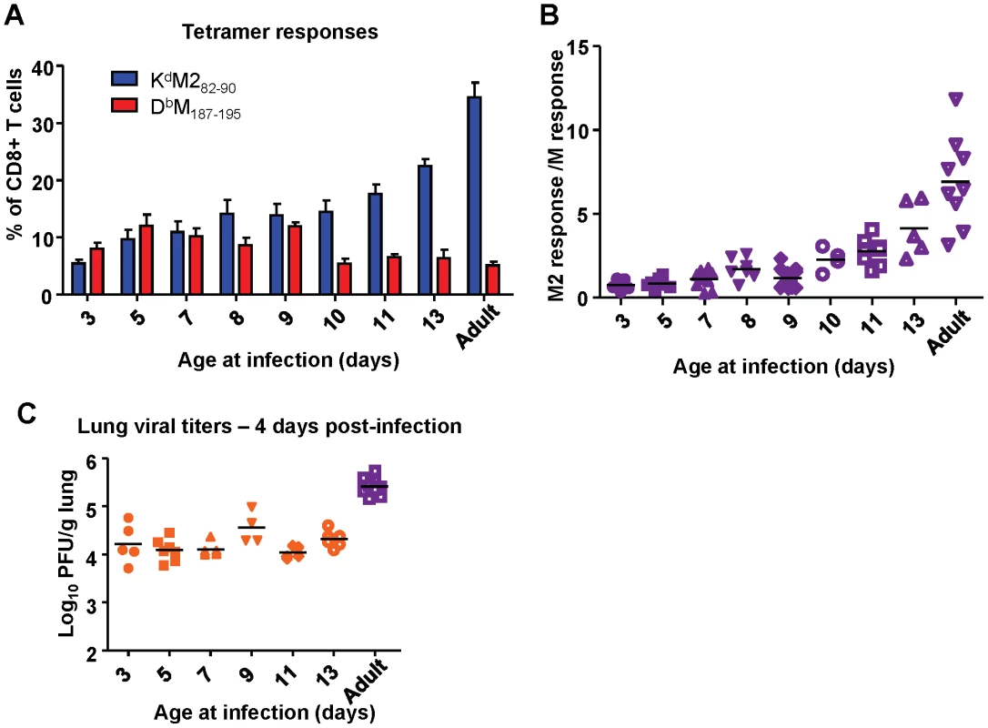 Age at infection determines CD8+ T cell epitope hierarchy.