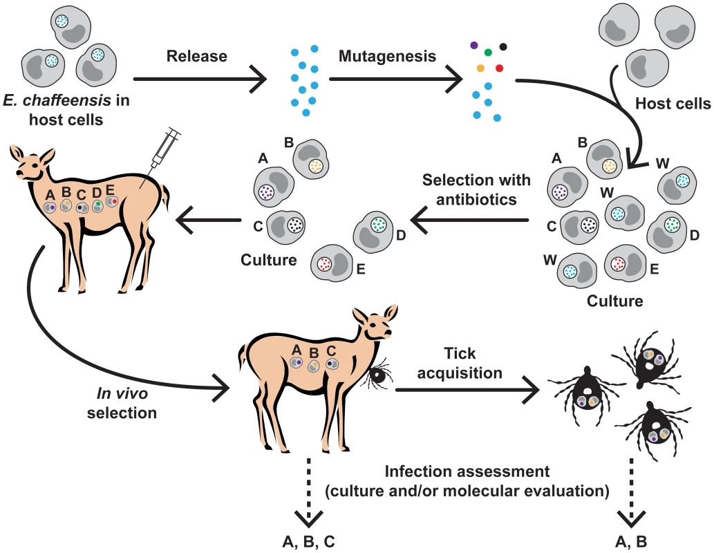 Schematic representation of the preparation of <i>E. chaffeensis</i> transposon mutants and <i>in vivo</i> screening to identify genes important for the pathogen's growth in deer and tick hosts.