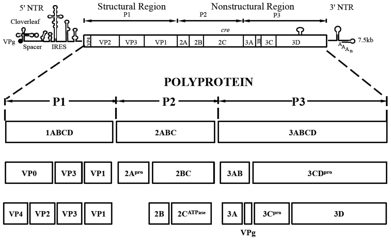 Genome structure of PV1 RNA and polyprotein processing.