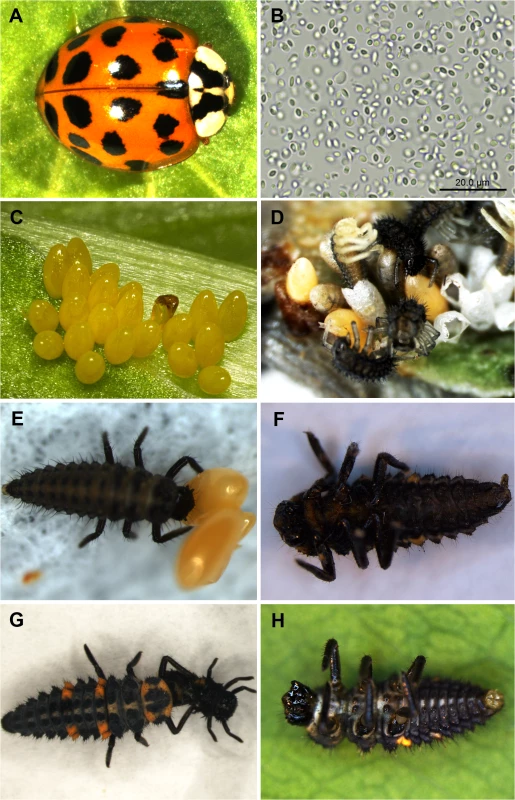 Transmission of pathogens from invasive to native ladybirds.