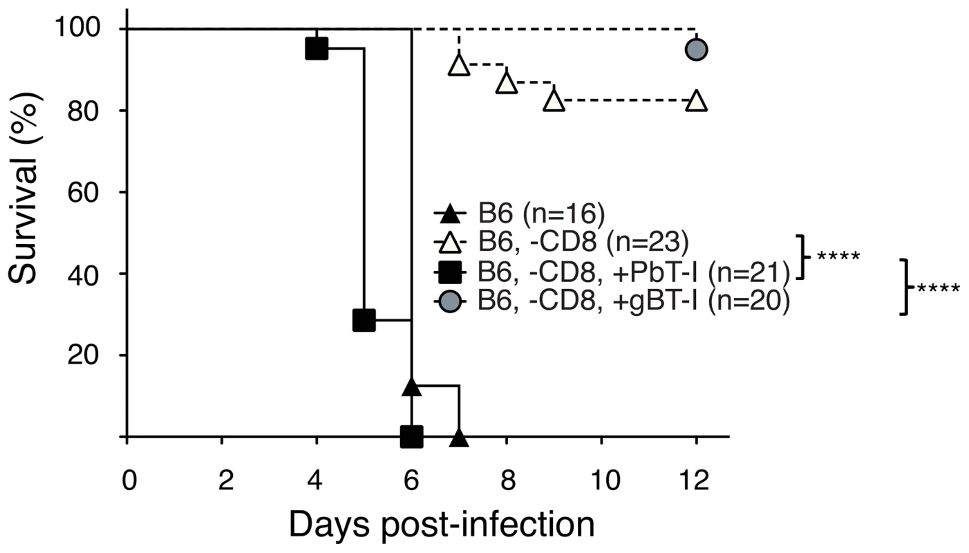 PbT-I cells induce ECM in mice lacking endogenous CD8<sup>+</sup> T cells.