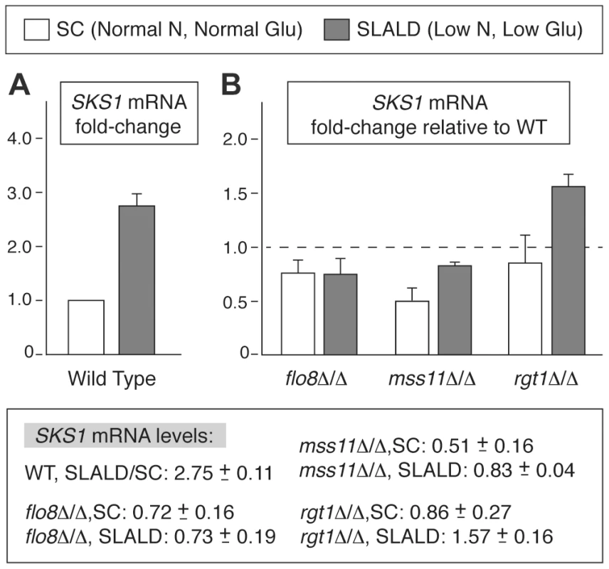 <i>SKS1</i> transcript levels are regulated in response to nitrogen and glucose levels.