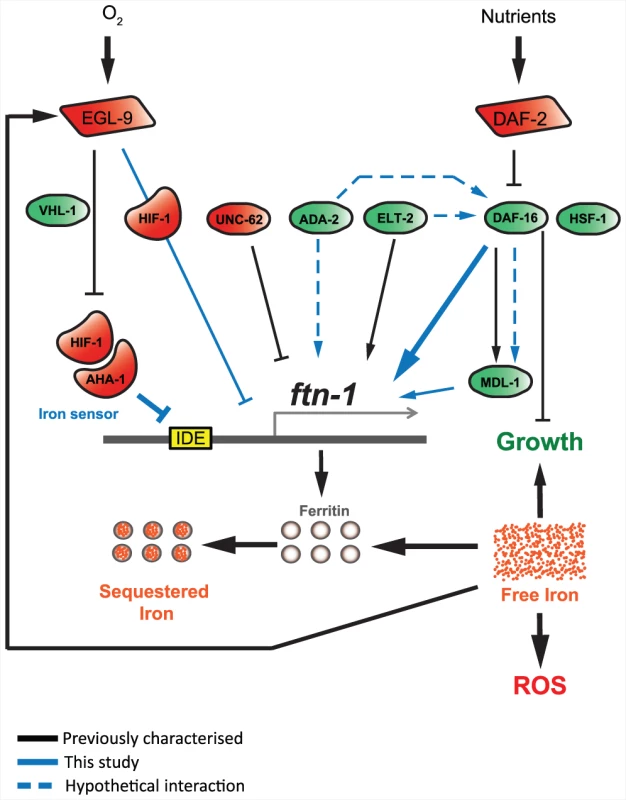 <i>ftn-1</i> expression is regulated by both the insulin/IGF-1 and hypoxia signaling pathways.