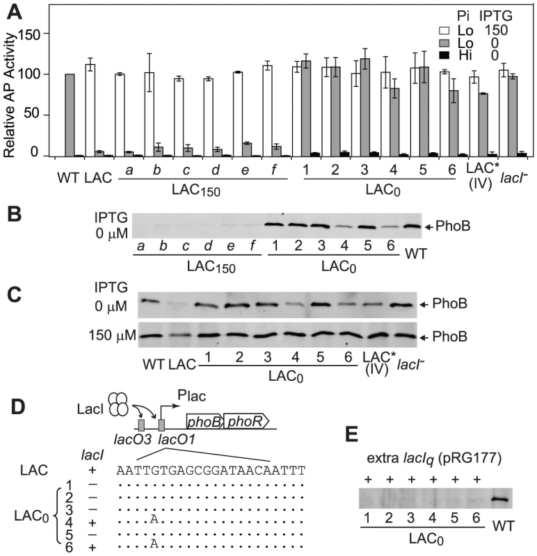 Adapted LAC<sub>0</sub> cells carry promoter regulation mutations for optimal expression of PhoB.