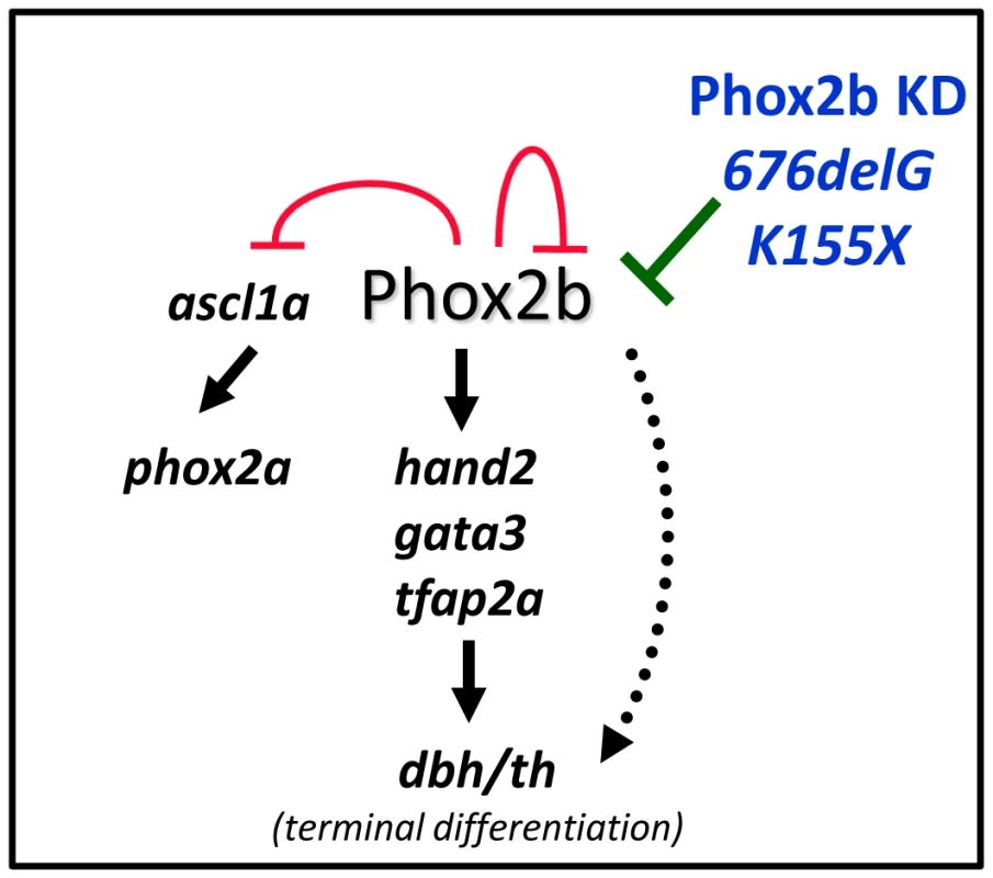 Schematic representation of the effect of aberrant Phox2b on sympathetic neuronal development in the zebrafish model.