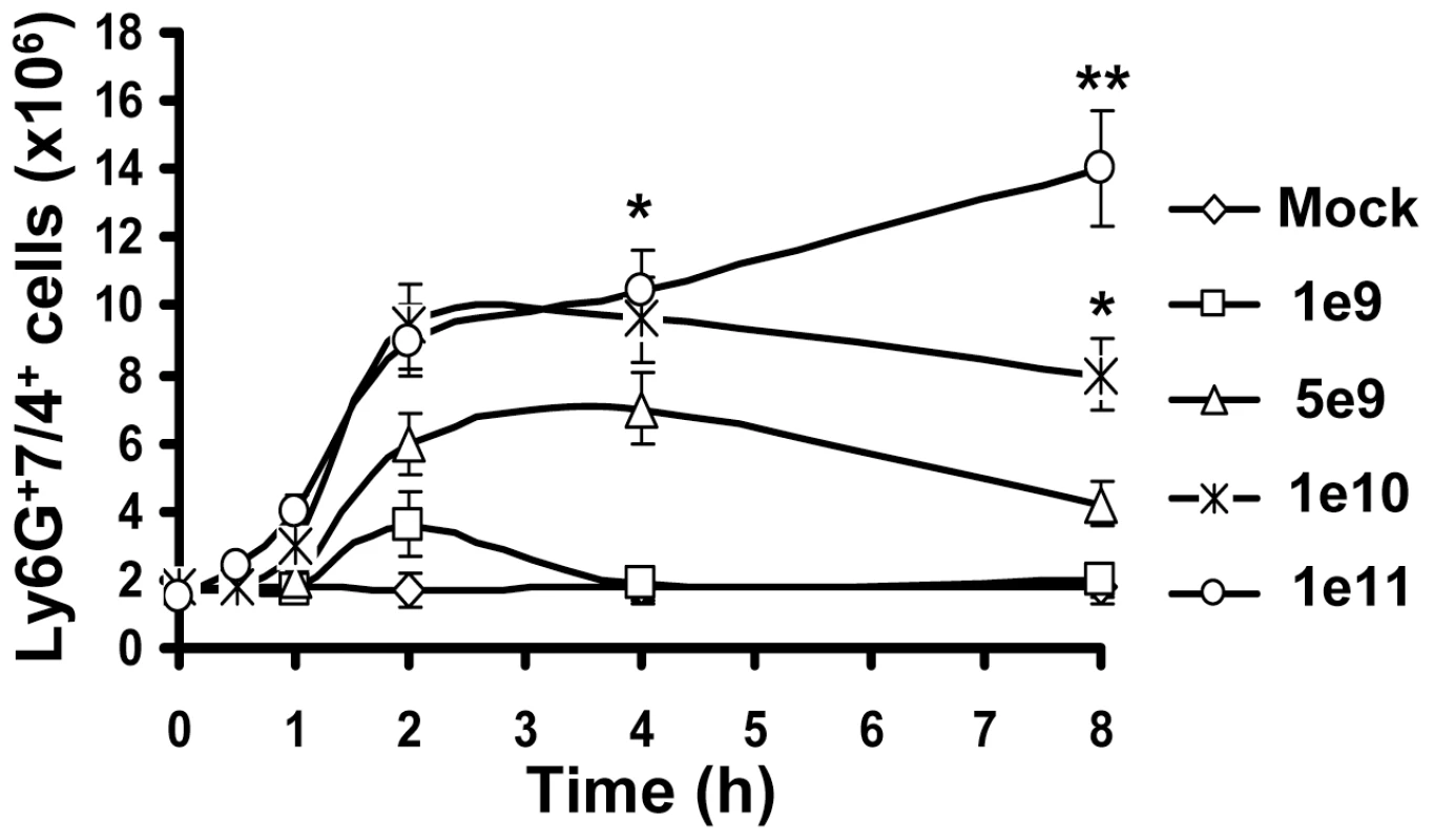 Kinetics of Ly-6G<sup>+</sup>7/4<sup>+</sup> leukocyte recruitment and retention in the spleen in response to intravascular administration of adenovirus.