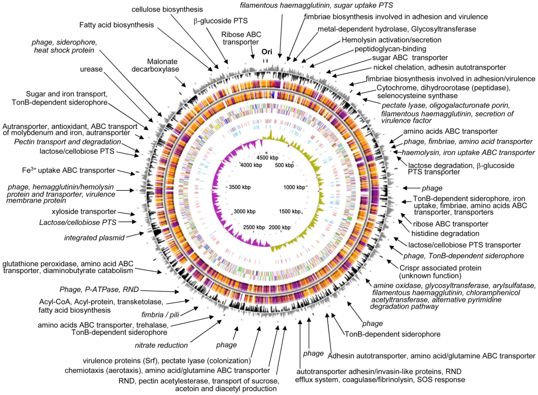 Circular representation of the <i>Enterobacter</i> sp. 638 chromosome.