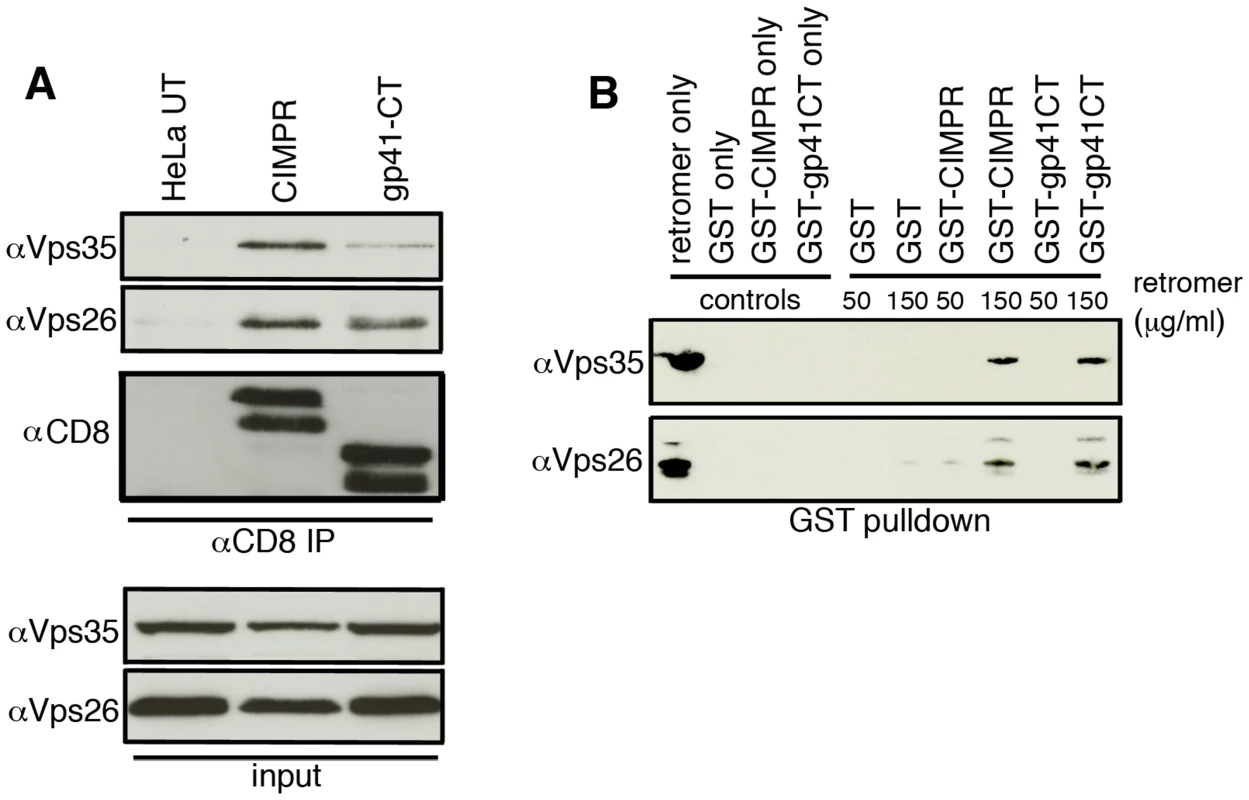 The gp41 cytoplasmic tail binds directly to retromer.