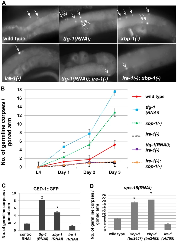 Genetically-induced ER stress increases germ cell apoptosis in an <i>ire-1</i>-dependent manner.