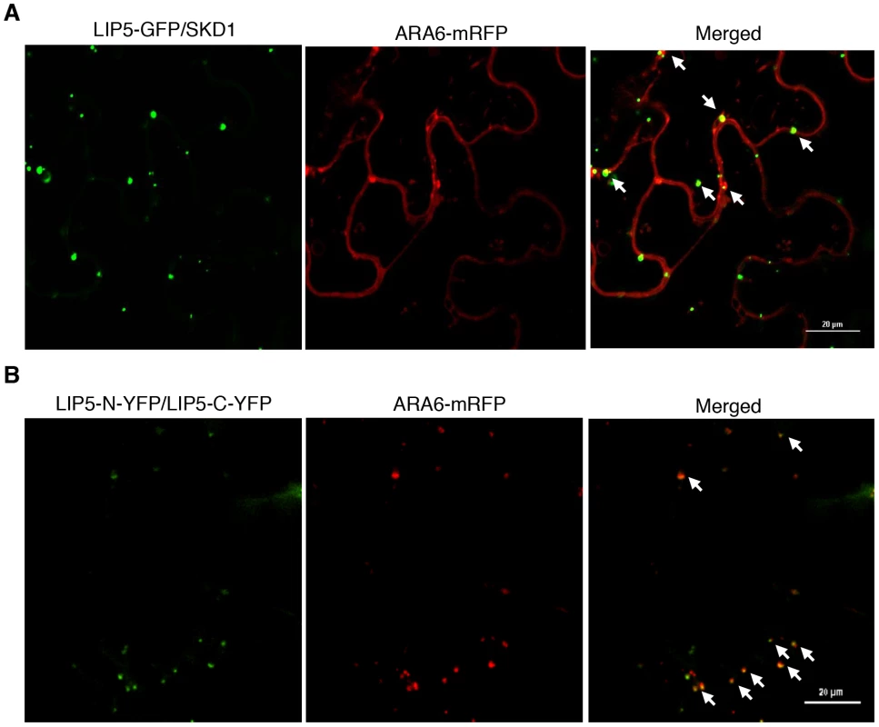 Subcellular colocalization of LIP5 with ARA6-mRFP fusion protein in <i>N. benthamiana</i>.