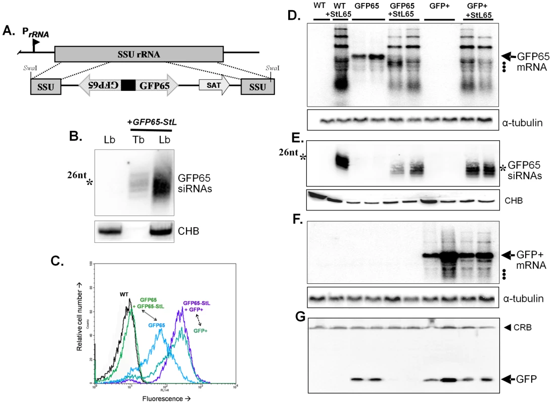 Tests of RNAi pathway activity in <i>L. braziliensis</i> using GFP reporters.