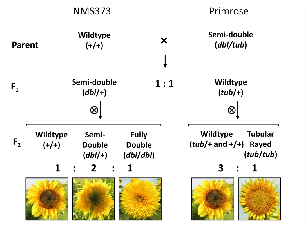 Crossing design employed to investigate the genetics of floral symmetry in sunflower with representative phenotypes shown only for the F<sub>2</sub>.