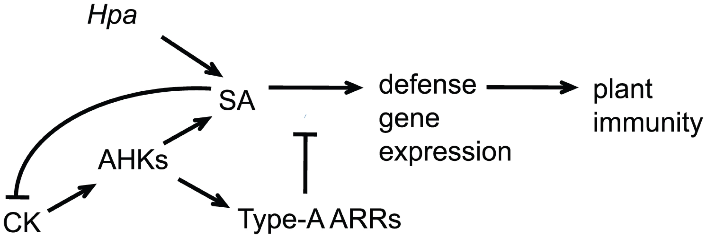 Model for cytokinin and type-A ARRs action in plant immunity.