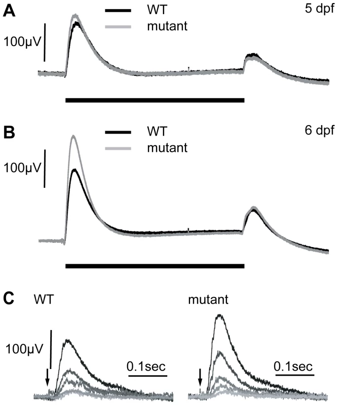 Electroretinograms show an increase in the b-wave response in mutants at 6 dpf.
