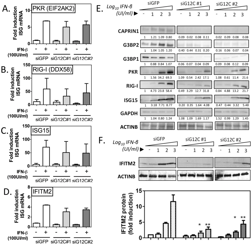 G3BP1, G3BP2 and CAPRIN1 regulate establishment of the antiviral state.