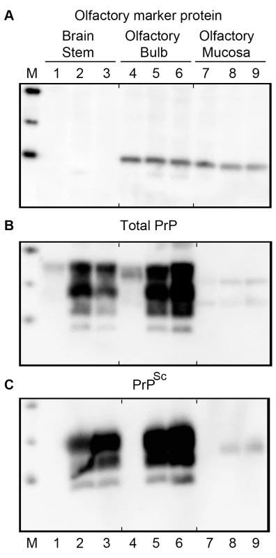 Western blot for olfactory marker protein and prion protein in brainstem, olfactory bulb, and olfactory mucosa following HY TME infection of hamsters.