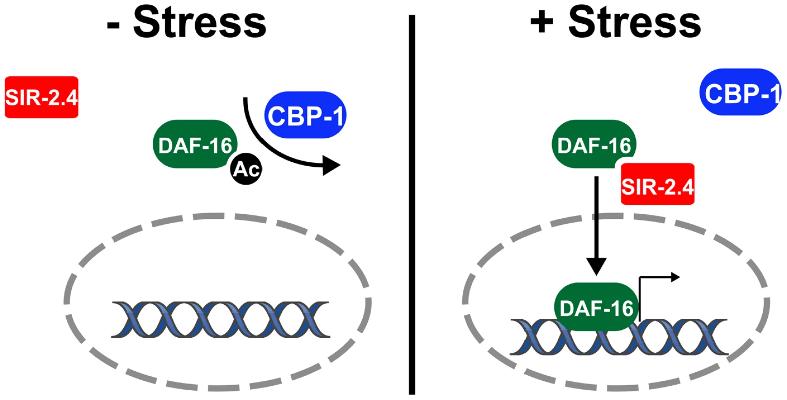 Model: SIR-2.4 promotes DAF-16 deacetylation and function during stress.