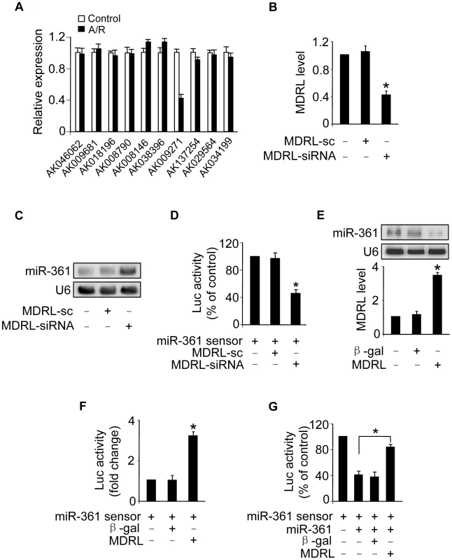 MDRL can regulate miR-361 expression and activity.