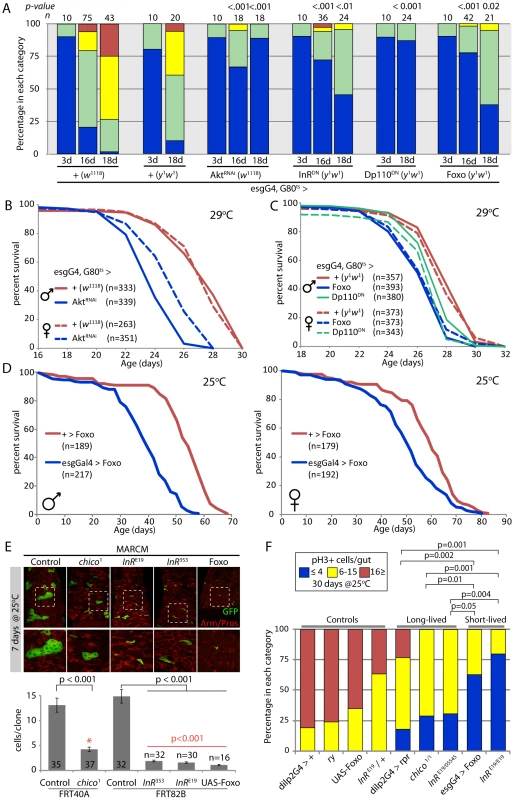 Strong reduction of insulin signaling in the somatic stem cell lineages delays age-related dysplasia and shortens lifespan.