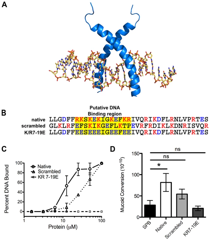 LL-37 DNA binding promotes mucoid conversion.