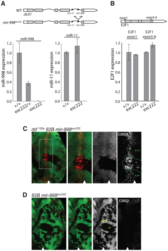 <i>mir-998</i><sup>exc222</sup> mutant allele enhances apoptosis in <i>rbf</i> mutant eye discs.