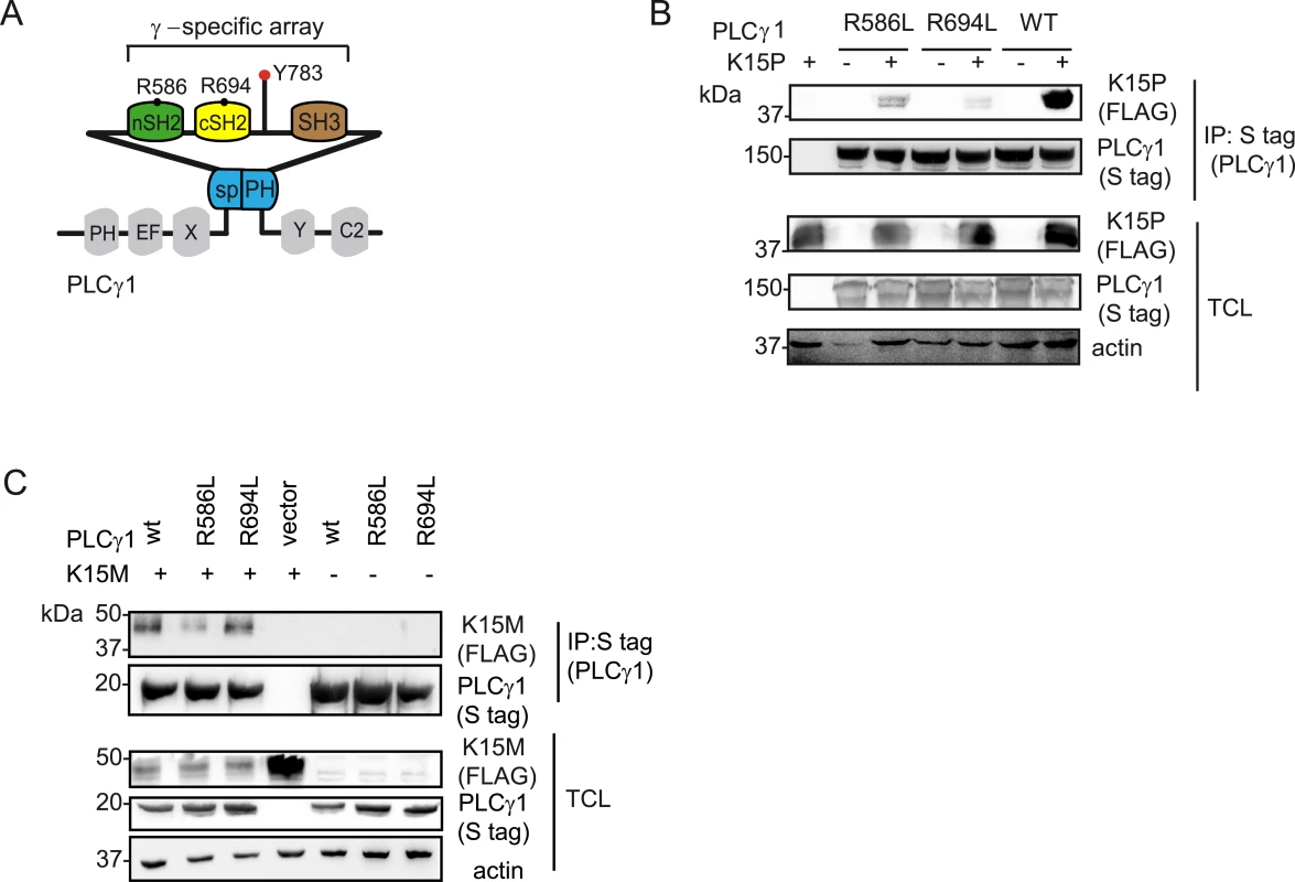 PLCγ1 SH2 domains are important for the binding to K15P and M.