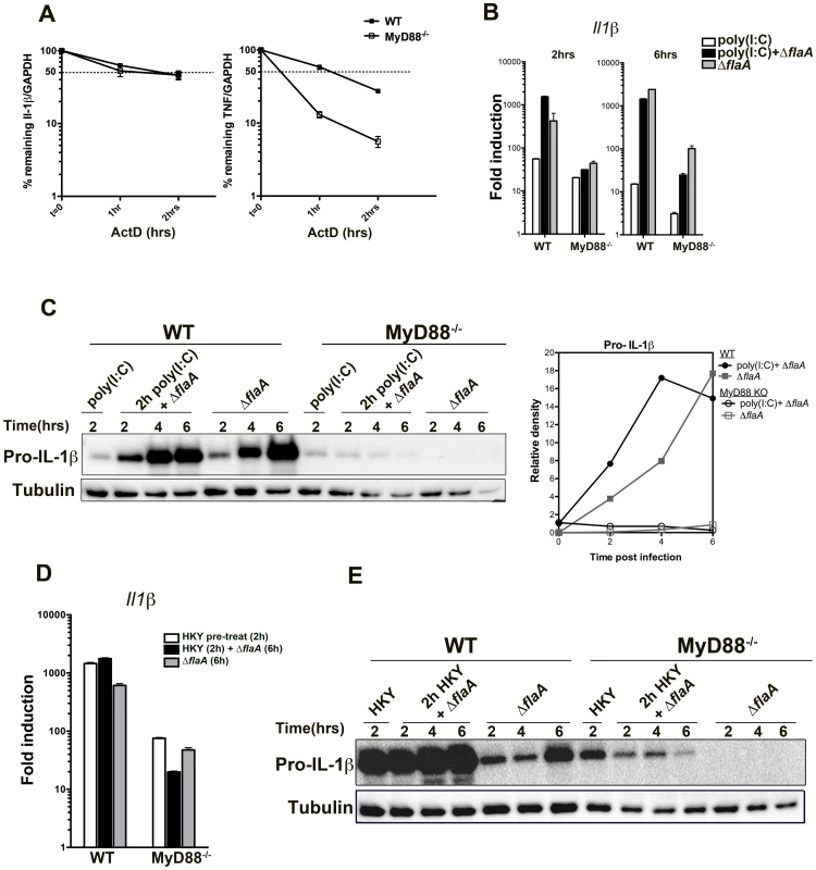 Stability of Il-1β mRNA or pre-activation of the NF-kB pathway is not sufficient to induce translation bypass in MyD88<sup>−/−</sup> macrophages.