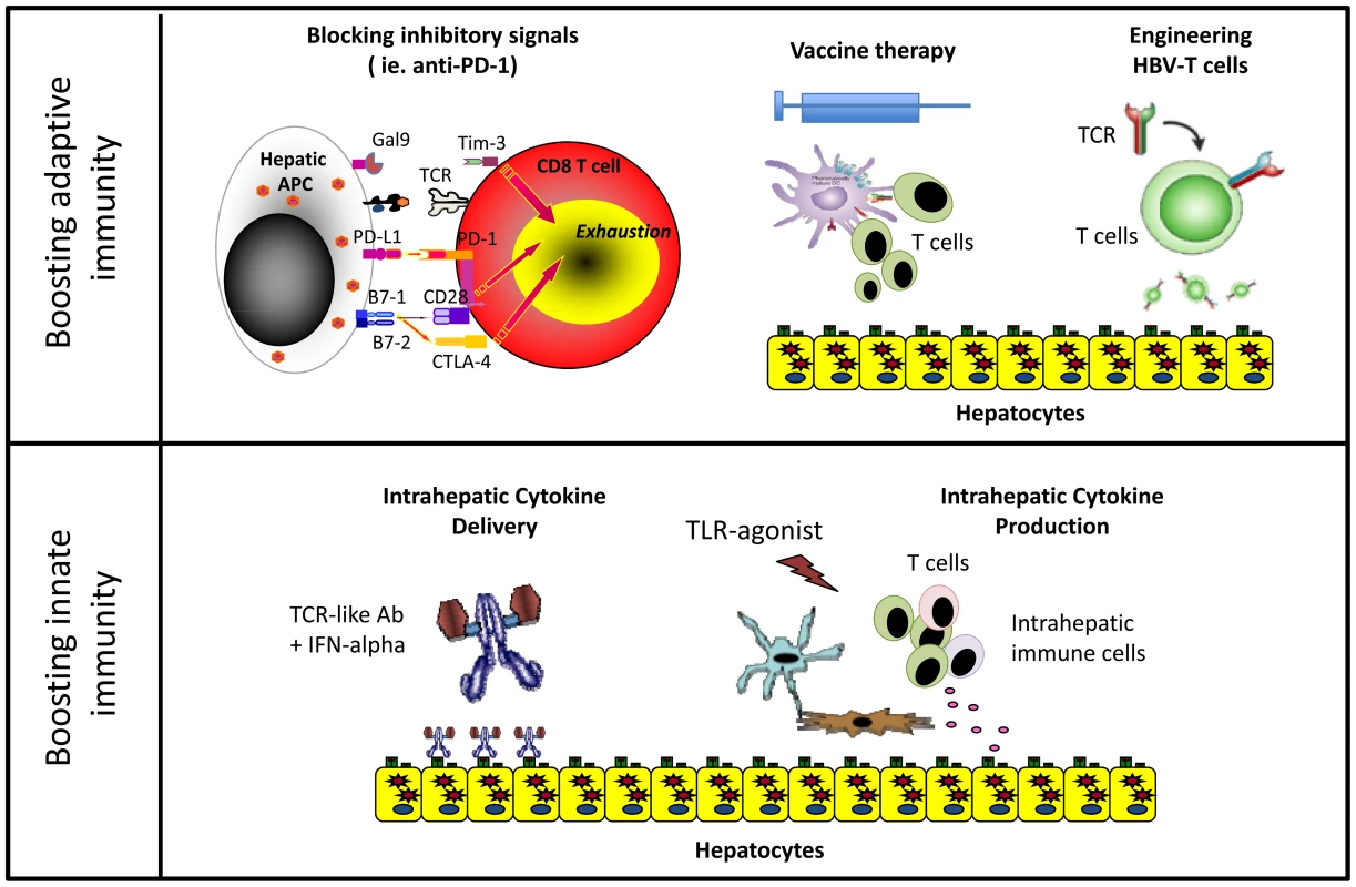 Different immune-based therapeutic strategies aiming to increase HBV control.