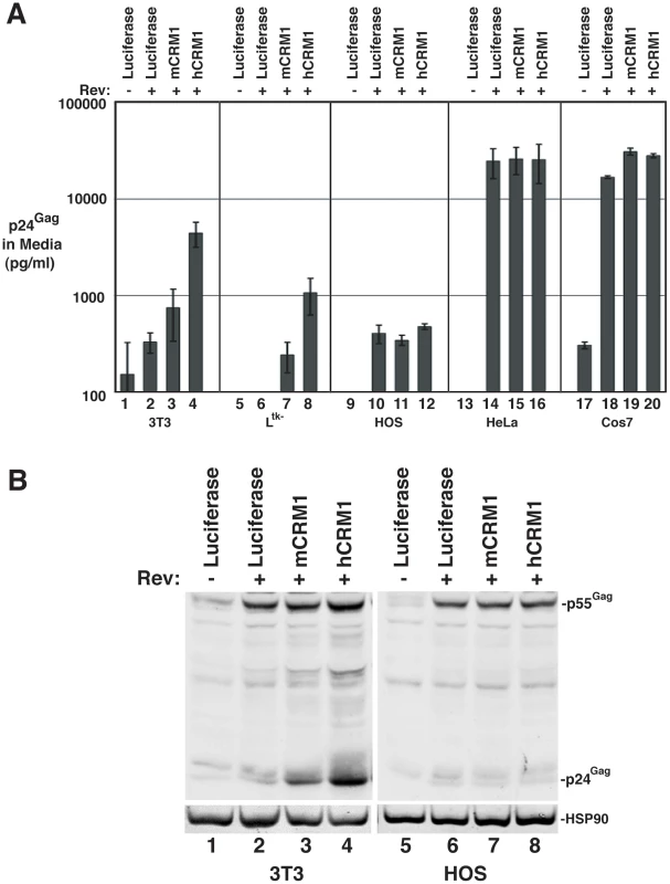 hCRM1 effects on HIV-1 VLP production are species-specific.