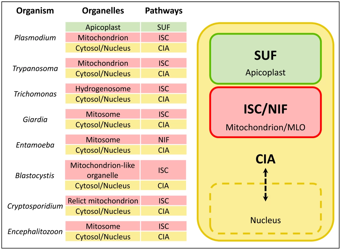 FeS cluster biogenesis pathways in eukaryotic pathogens.