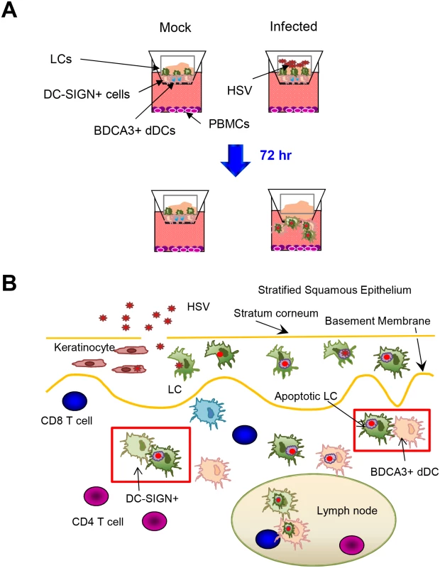 Migration and/or interaction of HSV infected human LCs with dermal DCs.