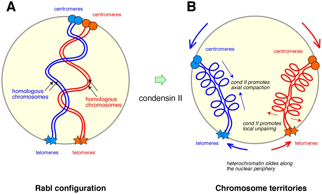 A model for how condensin II might contribute to the formation of chromosome territories in diploid cells.