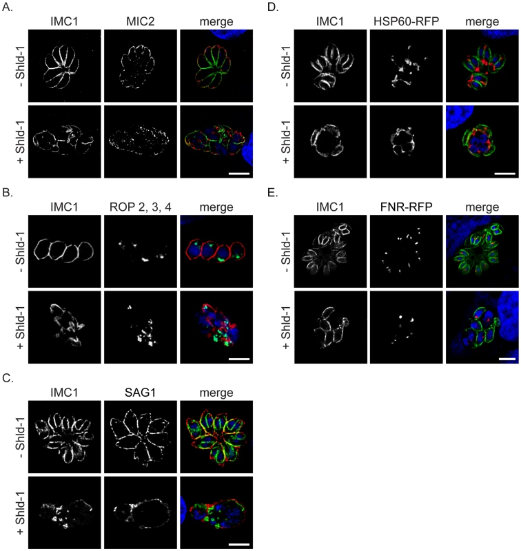 Fate of the secretory organelles and mitochondrial division in dd-Rab11B<sub>N125I</sub> expressing parasites.